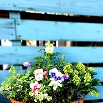 『パンジー・ビオラ』コンテストの画像 by 由良さん | バルコニー/ベランダとパンジー寄せ植えと今日の一枚とビオラ寄せ植えと今日のお花と『パンジー・ビオラ』コンテストと咲いた！