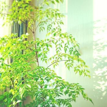 大きくなったね。の画像 by ayaさん | 窓辺とステレオスペルマムと大きくなったね。と観葉植物