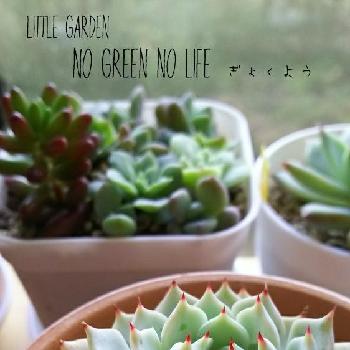 コメリの土の投稿画像一覧 Greensnap グリーンスナップ