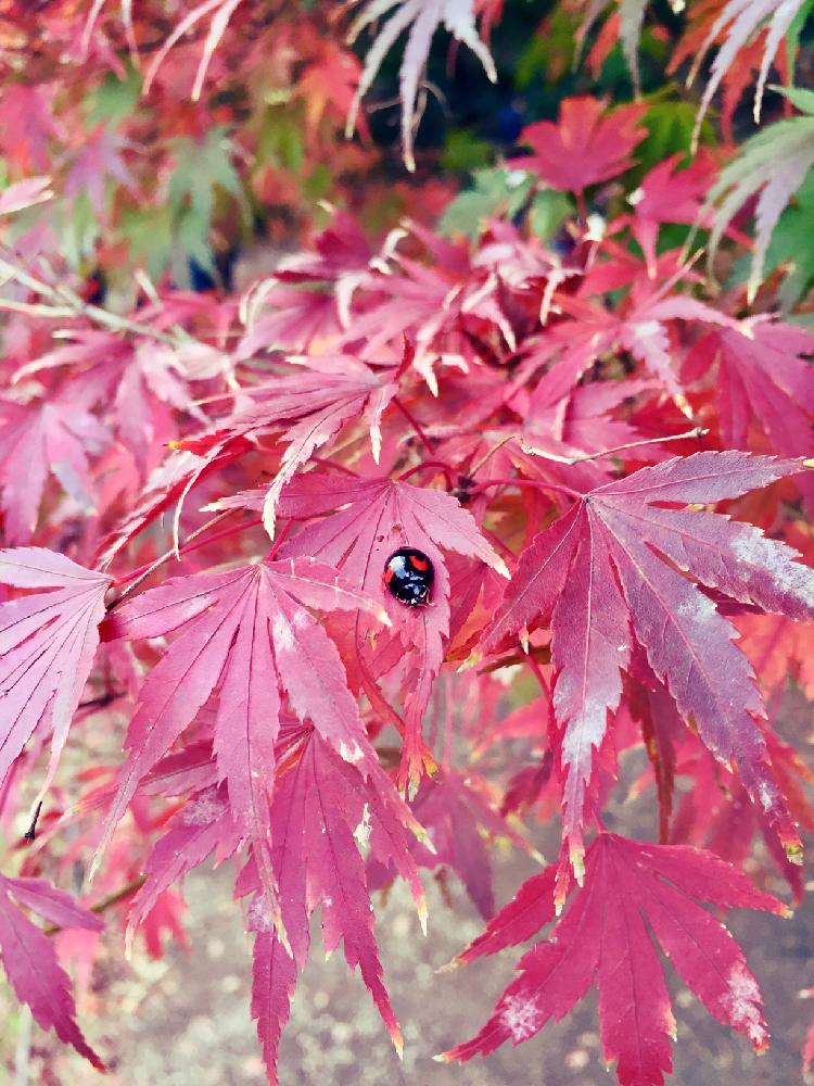 新宿御苑の投稿画像 By Kgさん 秋紅葉 17月11月16日 Greensnap グリーンスナップ