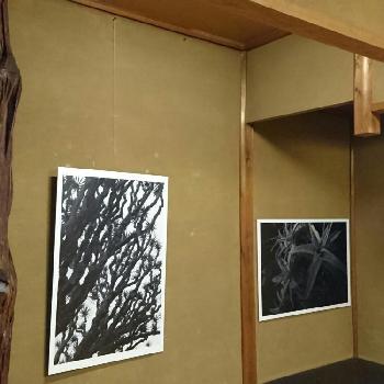 アートな写真の投稿画像一覧 Greensnap グリーンスナップ