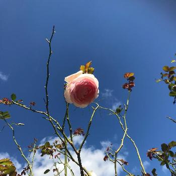 バラアーチ。の画像 by taka4volvoさん | 広い庭と薔薇愛同盟とつるバラと殿堂入りバラとバラ開花とバラの地植えとバラアーチ。とバラ・ミニバラとバラを楽しむ
