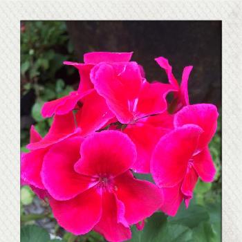 ゼラニウム カリオペ レッドスプラッシュの投稿画像一覧 Greensnap グリーンスナップ