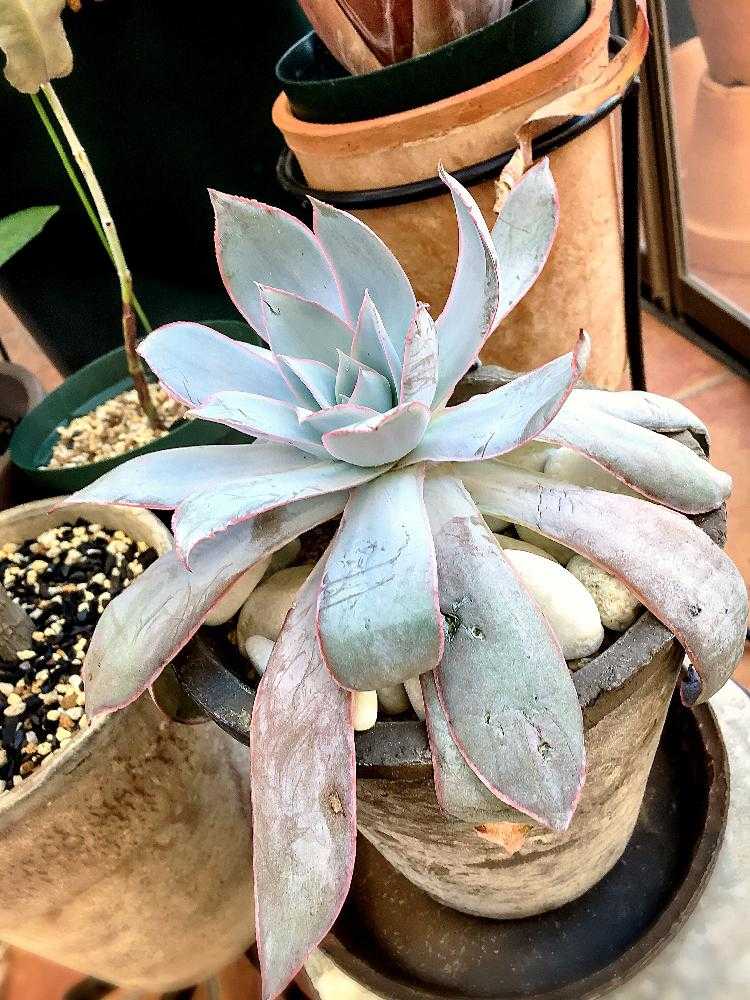 Echeveria cante｜🍀GreenSnap（グリーンスナップ）