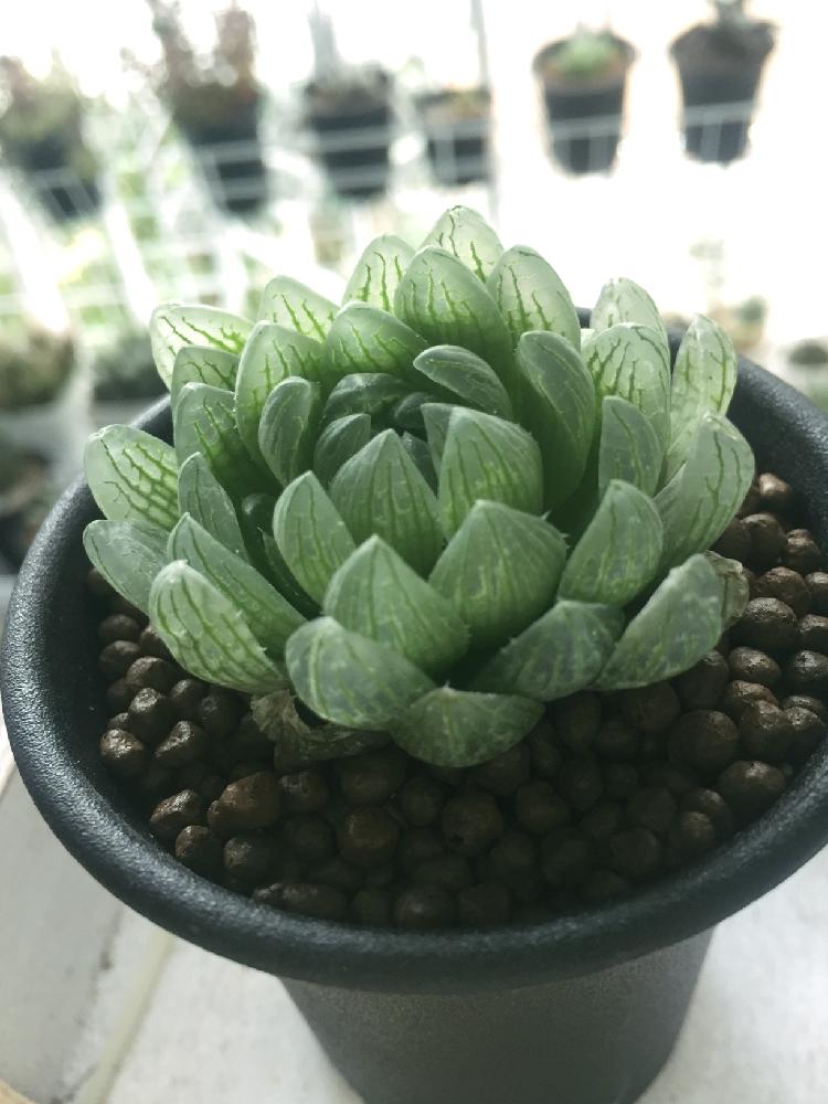 シンビフォルミス グラキリデリネアータの投稿画像 By りんごさん 多肉植物 ハオルチアとタナベフラワー 17月11月16日 Greensnap グリーンスナップ シンビフォルミス グラキリデリネアータの投稿画像 By りんごさん 多肉植物 ハオルチアとタナベフラワー 17月11月16日 Greensnap グリーンスナップ