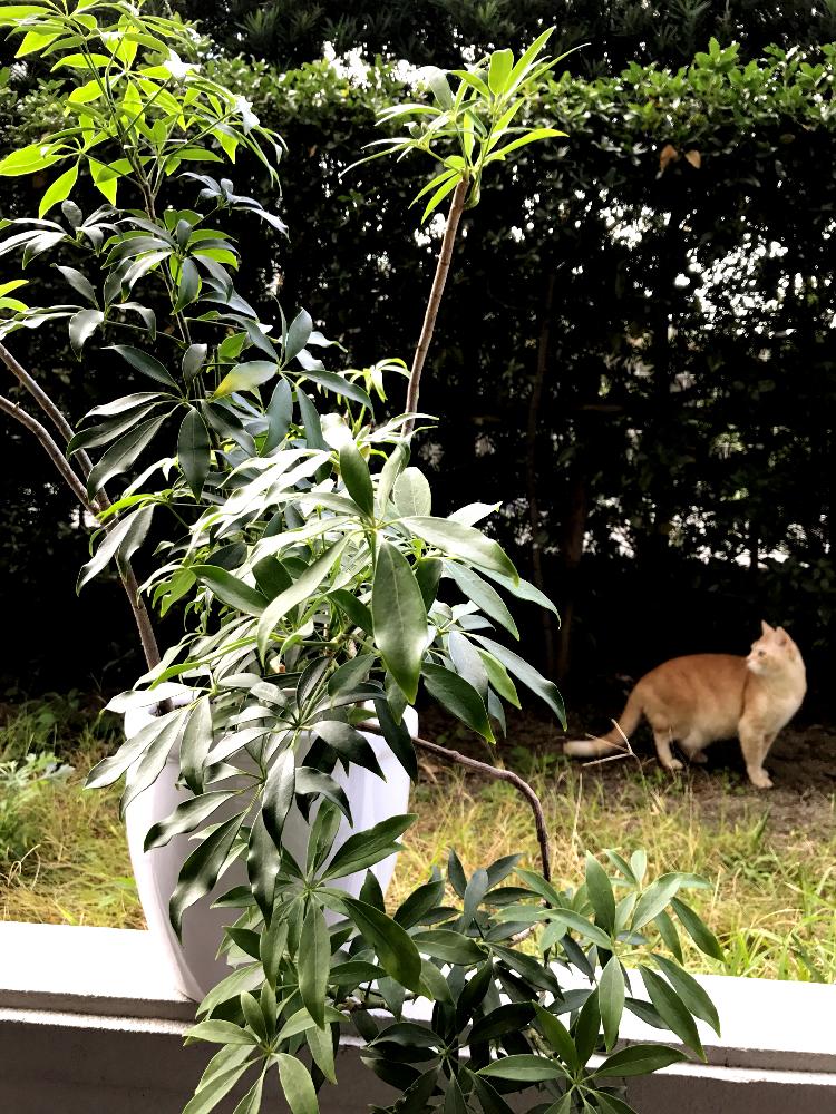 シェフレラコンパクタ キングの投稿画像 By ホップさん シェフレラ アンガスティフォリアとシェフレラ コンパクタとほっぷちゃんと植中毒と福岡と観葉植物と冬支度と シェフレラと猫と暮らすと猫と葉っぱとネコと植物とバルコニストとのびのびとホップ家のネコ 17月11