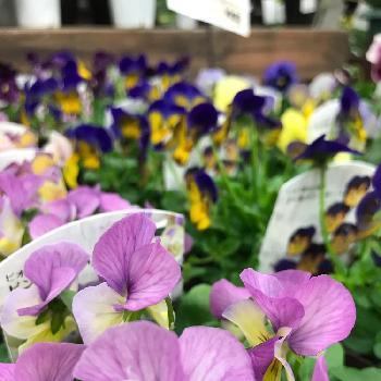 ビオラ ピンクレモンリップの投稿画像一覧 Greensnap グリーンスナップ