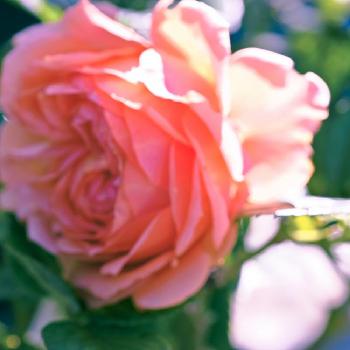 バラ 杏奈の投稿画像一覧 Greensnap グリーンスナップ