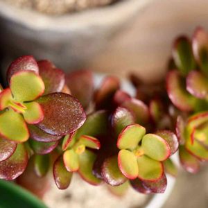 姫花月,黄金姫花月,多肉植物,紅葉する多肉,クラッスラ属の画像