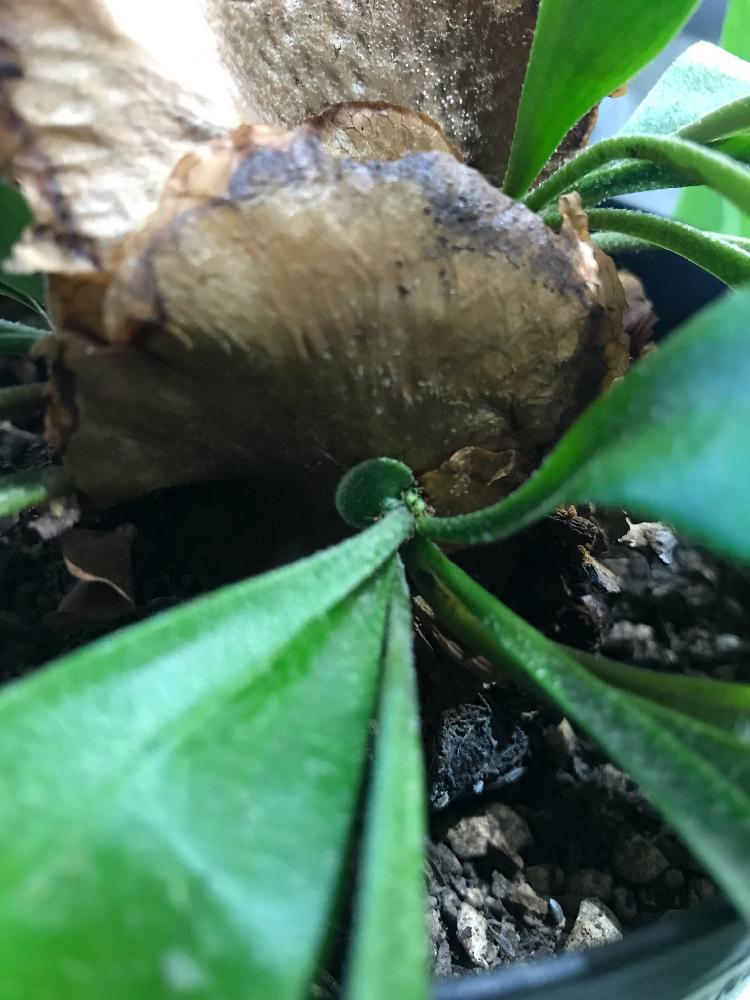 コウモリラン の投稿画像 By こてつさん 調子悪い子と復活希望 2017月11月18日 Greensnap グリーンスナップ