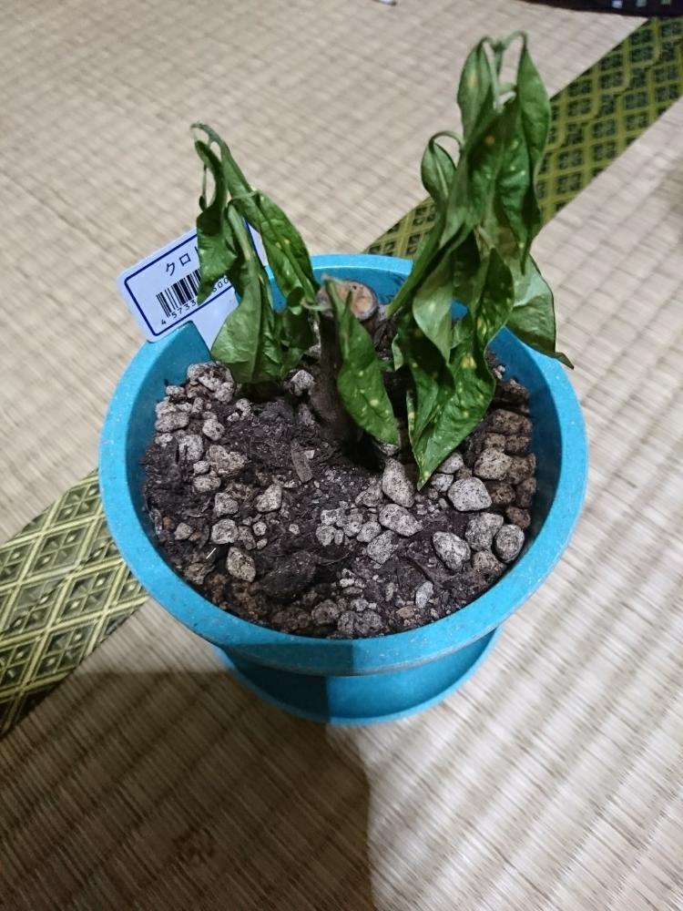 クロトンの投稿画像 By アキトさん 相談と寒いとどうか枯れないで 17月11月18日 Greensnap グリーンスナップ