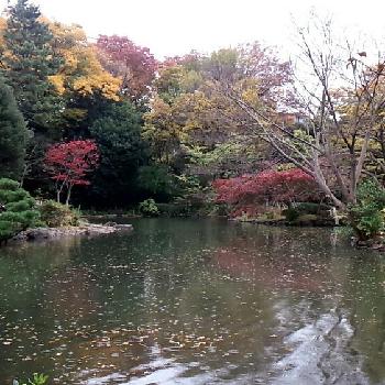 有栖川宮記念公園の投稿画像一覧 Greensnap グリーンスナップ