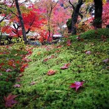 圓光寺の画像 by ミルキーさん | お出かけ先とモミジと『紅葉』コンテストと京都でと京都と見上げれば紅葉と圓光寺と紅葉の京都