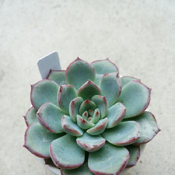 ラウリンゼx花うららの投稿画像一覧 Greensnap グリーンスナップ