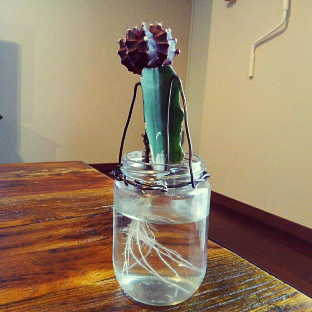 三角柱の投稿画像 By Tannin8さん 緋牡丹とサボテン水耕栽培とサボテン科と水栽培とサボテン とワイヤリングとサボテン水栽培 17月11月18日 Greensnap グリーンスナップ