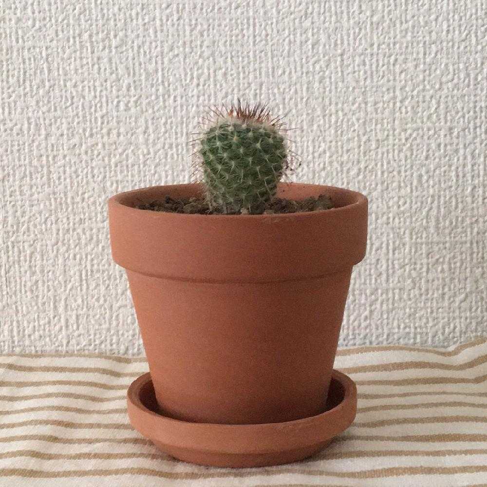 サボテン観察日記 18 6 10更新 Greensnap グリーンスナップ