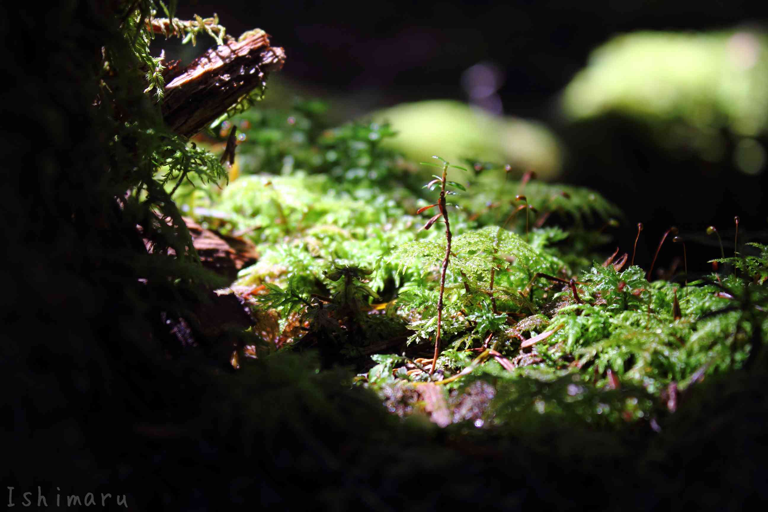 苔の森】北八ヶ岳:白駒池周辺｜🍀GreenSnap（グリーンスナップ）