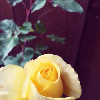 ヴァンデ グローブの画像 by Green夫人さん | アプローチとヴァンデ グローブとフレッシュとばら バラ 薔薇と葉っぱときれいと黄色とイキイキとレモンイエローと美しいとゆらゆらときいろいお花とgreenとバラ・ミニバラと色あざやか