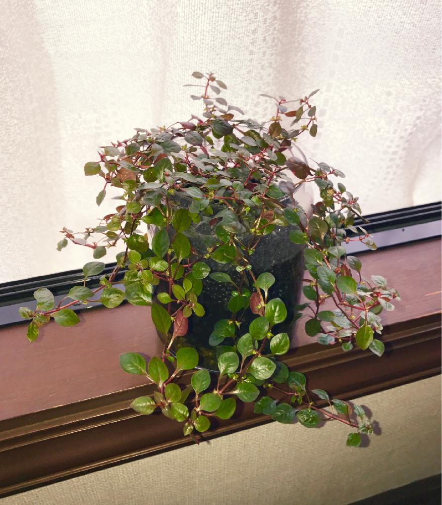 ルドウィジア スーパーレッドの投稿画像 By Peptideさん 植中毒と水草と観葉植物と水上葉 17月11月19日 Greensnap グリーンスナップ