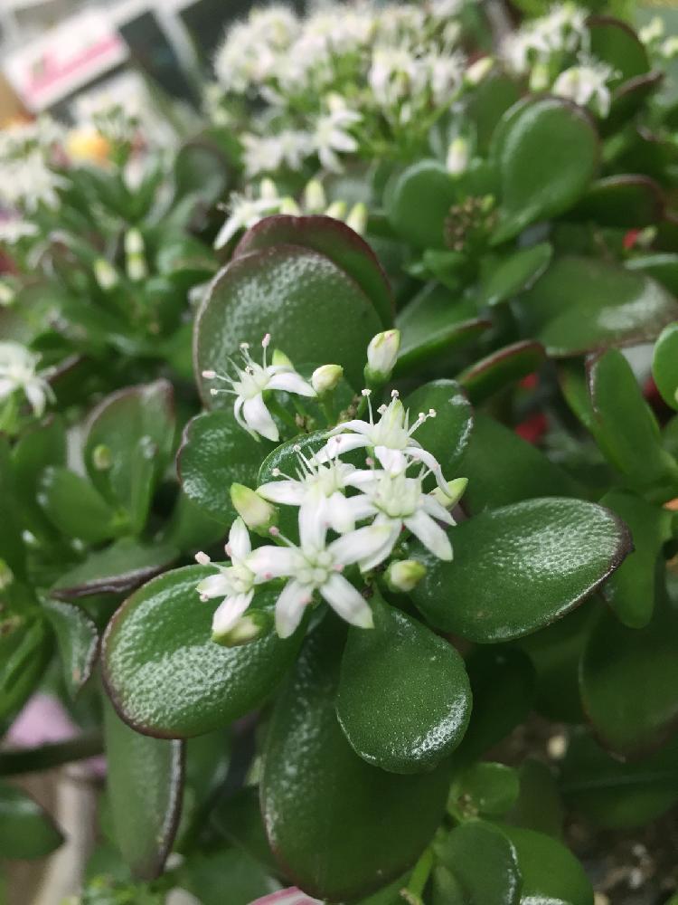 美しい花の画像 新鮮な白い 花 観葉 植物