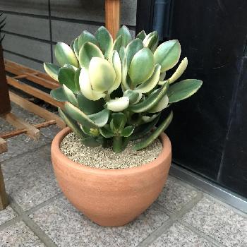 金のなる木錦の投稿画像一覧 Greensnap グリーンスナップ