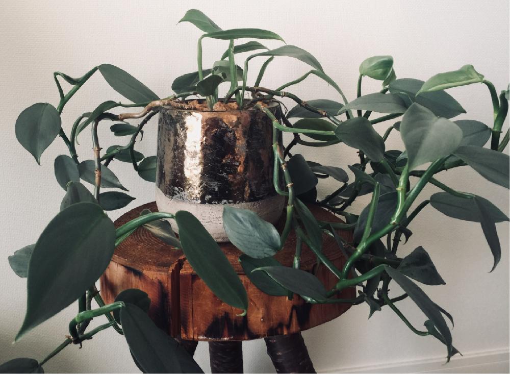 フィロデンドロン シルバーメタルの投稿画像 By サムライ さん 多肉男子と観葉植物と植中毒と今日のお花と多肉植物とサボテンとタニラーと花のある暮らし 17月11月日 Greensnap グリーンスナップ