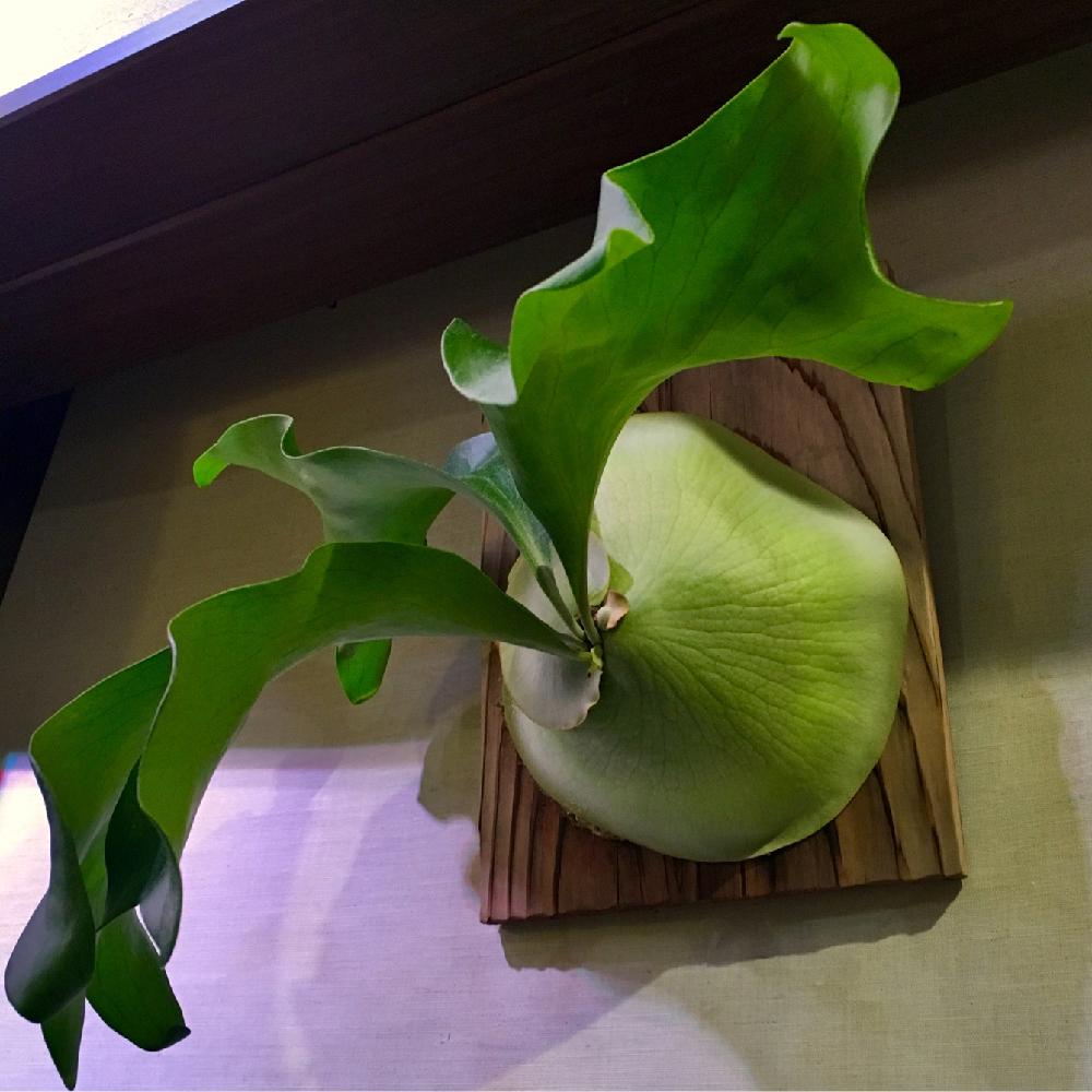 ビカクシダの投稿画像 By Shinchanさん インテリアと着生植物と胞子葉と コウモリラン とビカクシダ ヒリーとハンギングプラントと観葉植物と植物のある暮らしとボタニカルライフとハンキングと貯水葉とちゃぁ のビカクとマグニフィセントと植中毒と観察植物と