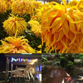 ディスバッドマムの画像 by あーちゃんさん | お出かけ先とやさしい時間とやさしい花とやさしいきもちと可愛いい子とリワインドサンと花のある暮らしとディスバッドマム