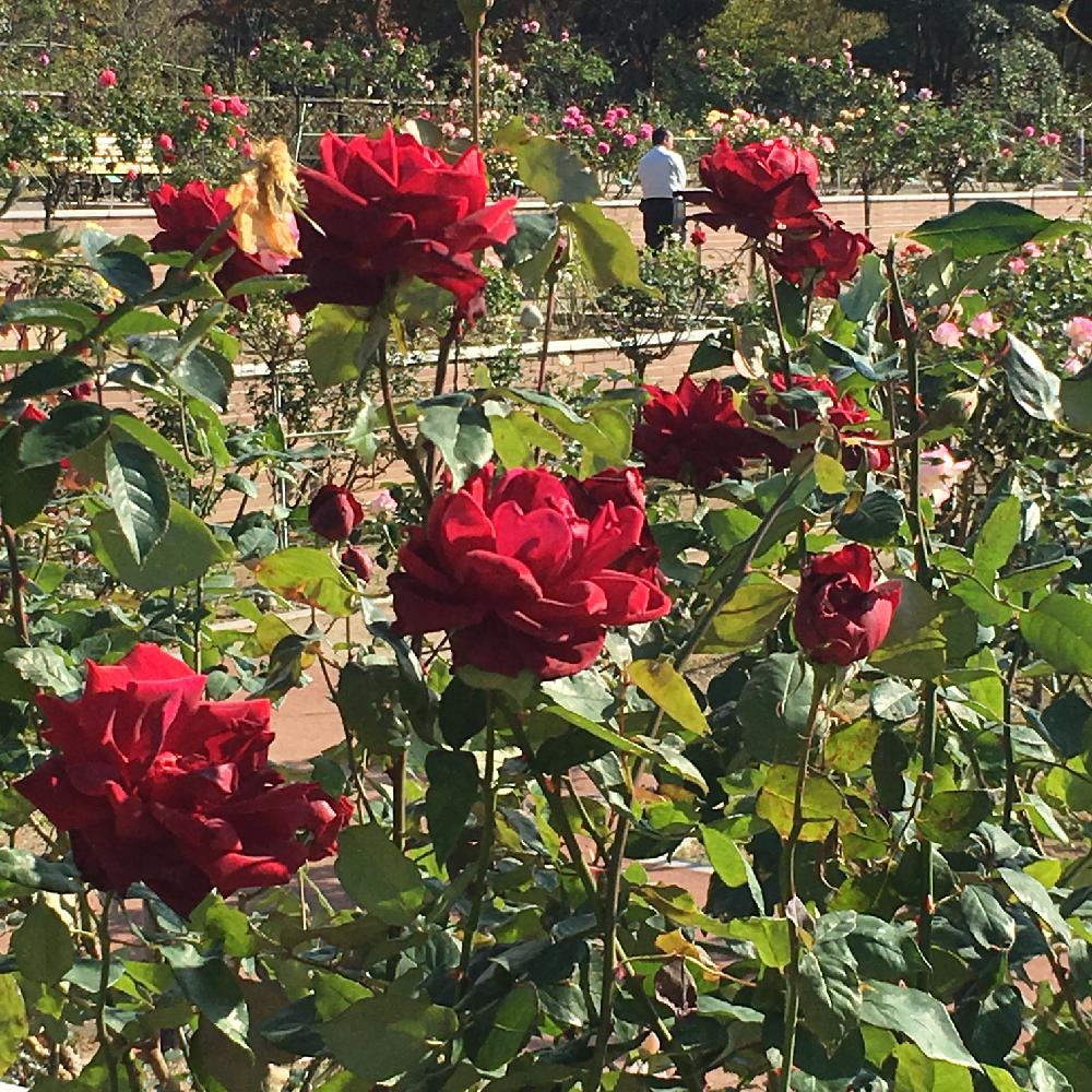 ローズメイ シャルルマルラン