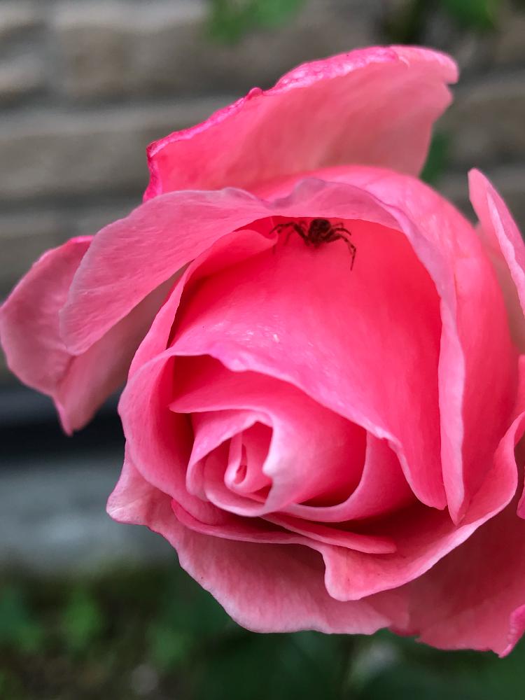 ピンクのバラ の投稿画像 By たえポンさん げーっ蜘蛛 と花のある暮らし 17月11月22日 Greensnap グリーンスナップ