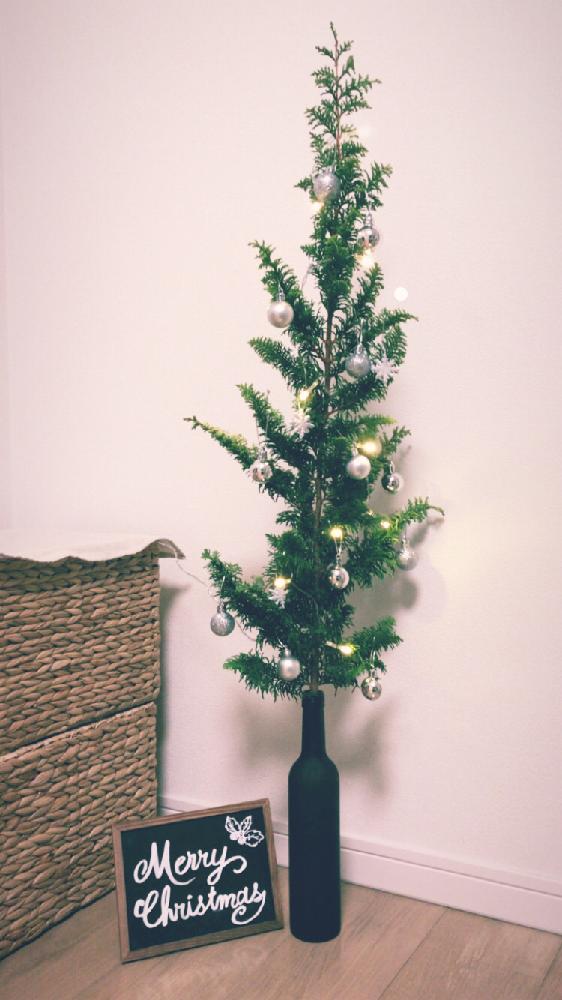 ヒバの投稿画像 By ちいさん 黒板とクリスマスツリーと100均とダイソーと緑のある暮らしとセリアとクリスマスと Xmas17 フォトコン 17月11月22日 Greensnap グリーンスナップ