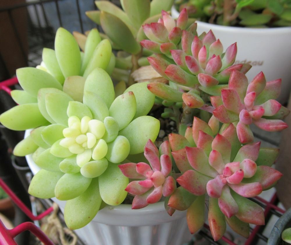 リトルビューティーの投稿画像 By ちろさん クラバツムと棚とセダム属と多肉植物とc多肉と植中毒と紅葉 こうよう とかわいいと多肉棚と多肉寄せ植えとノンフィルターとセダム属と多肉植物とc多肉と植中毒と紅葉 こうよう とかわいいと多肉棚と多肉寄せ植えとノン