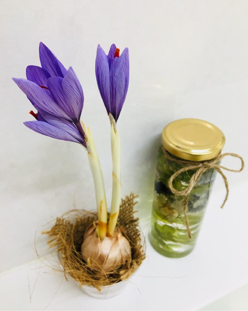 サフランの投稿画像 By ｂ子さん 放置栽培と青い花と いいね ありがとうとハーバリウムと球根植物と咲いた と ハーバリウム コンテスト 17月11月22日 Greensnap グリーンスナップ