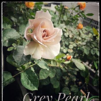 バラ グレイパールの画像 by ももこさん | バルコニー/ベランダとバラ グレイパールとばら バラ 薔薇