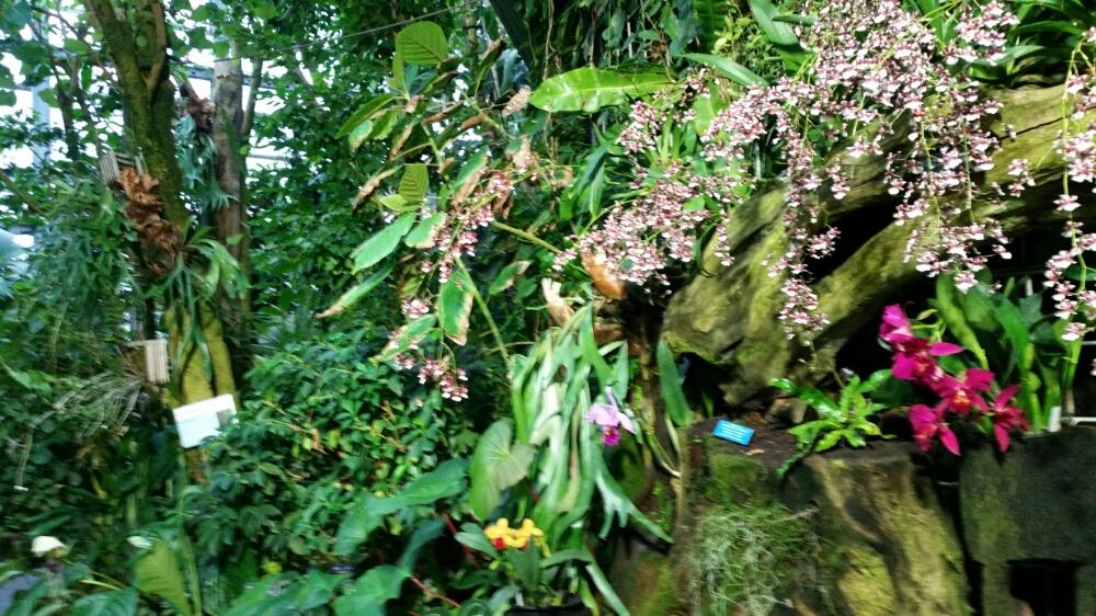 ジャングルの投稿画像 By おさかなさん 咲くやこの花館 17月11月22日 Greensnap グリーンスナップ
