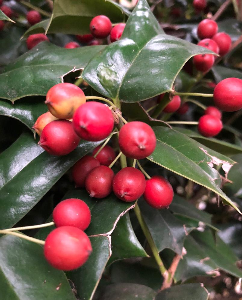 クリスマスホーリーの投稿画像 By Nanohana86さん 赤い実と植中毒と実家の庭 2017月11月22日 Greensnap グリーンスナップ