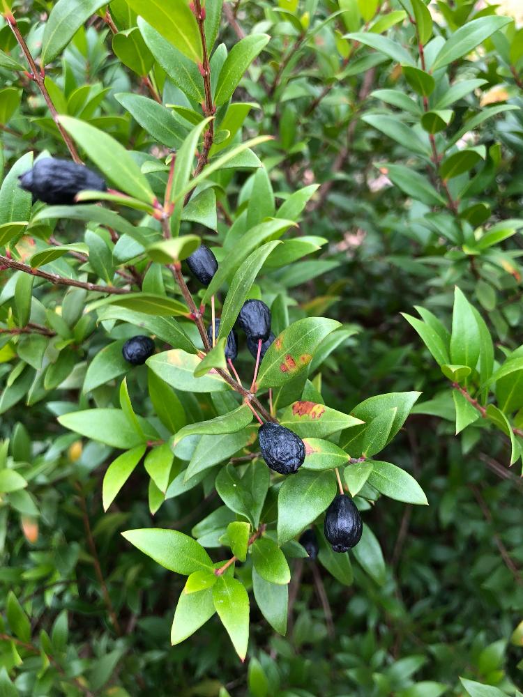 お出かけ先の投稿画像 By まるちゃんさん 汐入公園 とハーブ園と黒い実と銀梅花とギンコウバイと汐入公園 とハーブ園と黒い実 17月11月23日 Greensnap グリーンスナップ Greensnap グリーンスナップ