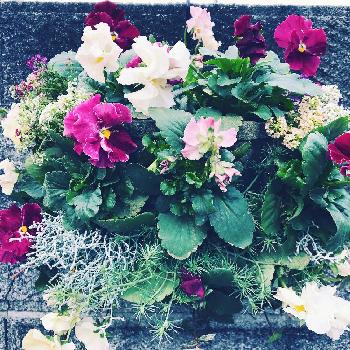 カロケファルスシルバーブッシュの画像 by くれあ♡さん | インテリアとカロケファルスシルバーブッシュとハンキングと今日の一枚と癒しと今日のお花