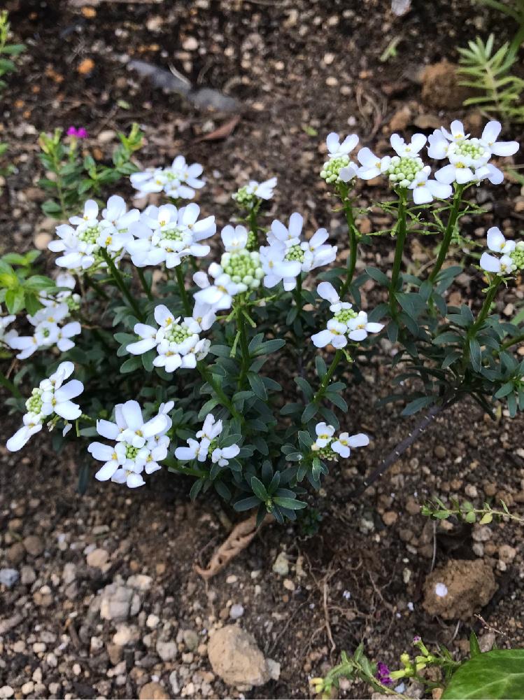 イベリスの投稿画像 By ミライダネさん お出かけ先と冬の花と冬の花 17月11月23日 Greensnap グリーンスナップ Greensnap グリーンスナップ