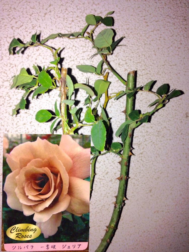 つるバラ ジュリアの投稿画像 By 干し芋母ちゃんさん つるバラと一季咲 17月11月23日 Greensnap グリーンスナップ