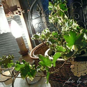 サンキライリースの画像 by コーネリアさん | 窓辺とサンキライリースとアイビーパラダイスと『ライトアップグリーン』フォトコンテストと観葉植物と植物のある暮らしとアンティークと植中毒とリースと❤️いいね、ありがとう