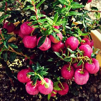 ツツジ科ゴーテリア属の投稿画像一覧 Greensnap グリーンスナップ