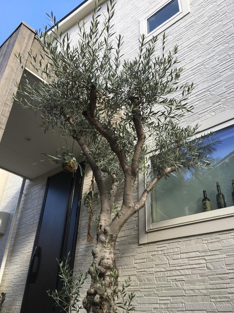 オリーブの投稿画像 By ポルカドットさん 玄関のお迎え植物 フォトコンテストとオリーブの木 と我が家のシンボルツリーとシンボルツリー 17月11月24日 Greensnap グリーンスナップ