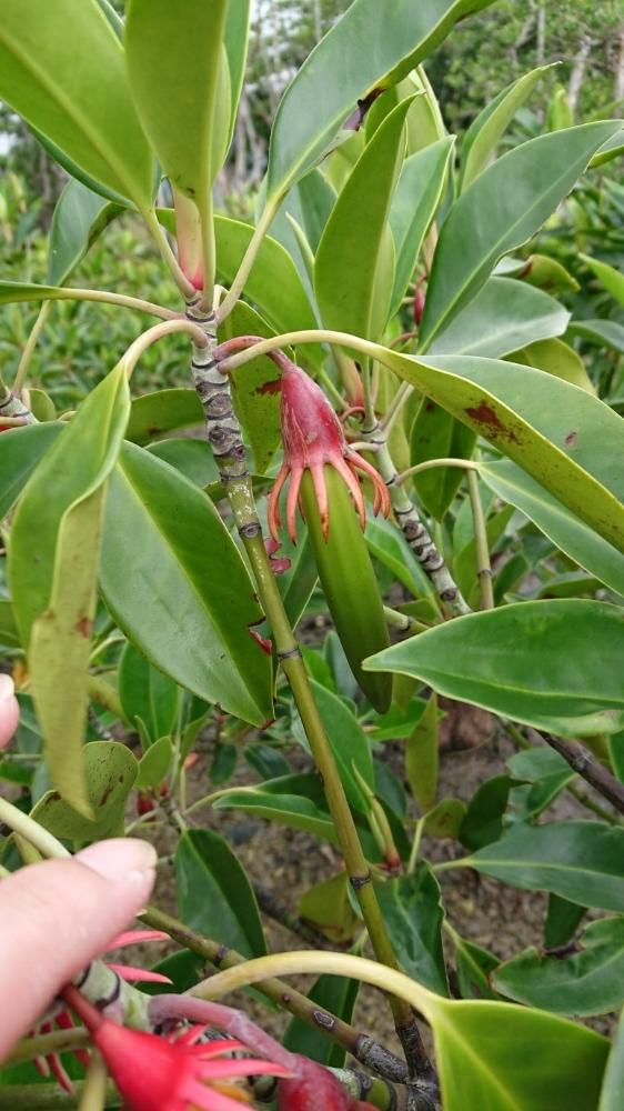 オヒルギの投稿画像 By Yalongさん オヒルギの実と西表島とマングローブの木 17月11月24日 Greensnap グリーンスナップ