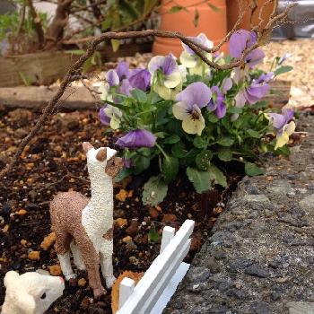 アルパカの投稿画像一覧 Greensnap グリーンスナップ