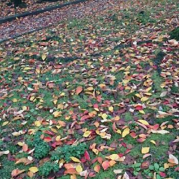 カラフル落ち葉の画像 by おけいはん*yuさん | お出かけ先とカラフル落ち葉と加工なしと落ち葉