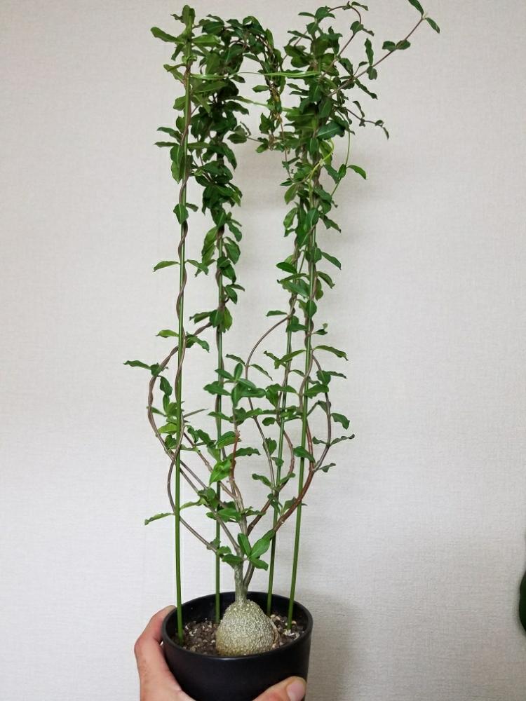 フォッケア エデュリスの投稿画像 By Tanoさん 火星人と多肉植物と男前植物とcaudexと植中毒と珍奇植物とカクタス長田 17月11月24日 Greensnap グリーンスナップ