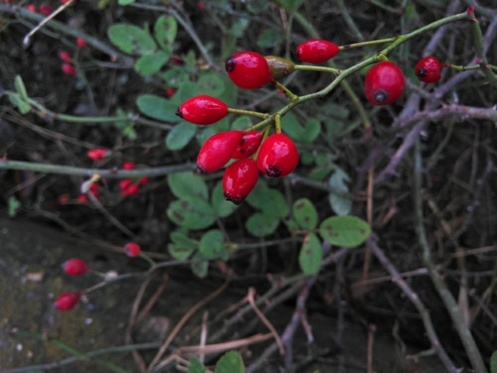 ノイバラの実の投稿画像 By たーぼー さん お出かけ先とバラ科と雑草と 赤色植物 コンテストと淀川河川敷と赤い実と燃えるような赤とバラ科と雑草と 赤色植物 コンテストと淀川河川敷と赤い実と燃えるような赤 17月11月24日 Greensnap グリーンスナップ