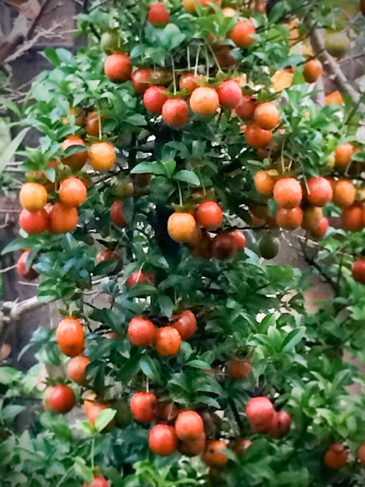 実のなる木の投稿画像 By Fukunekomaruさん 実のなる植物とiphone撮影と赤い実とオレンジ色の実とオレンジの実と いいね ありがとうと樹木と見てくれてありがとう 17月11月25日 Greensnap グリーンスナップ