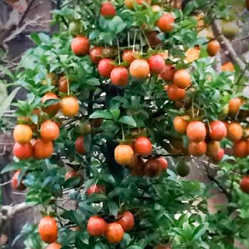 オレンジの実の投稿画像一覧 Greensnap グリーンスナップ